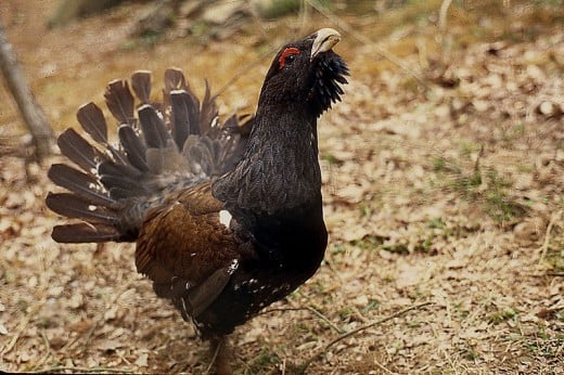 The capercaillie, a large grouse found across the northern areas of Eurasia.