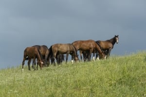 A herd of horses grazing on the hillside
