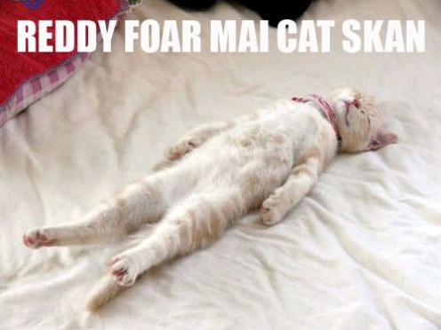 Cat Behavior 101: What is Causing My Cat to Spray and How can I fix it? Cat Behavior 101: What is Causing My Cat to Spray and How can I fix it?