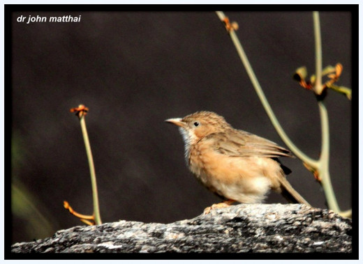 Common Babbler