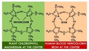 Comparing the Chlorophyll and Hemoglobin structures.