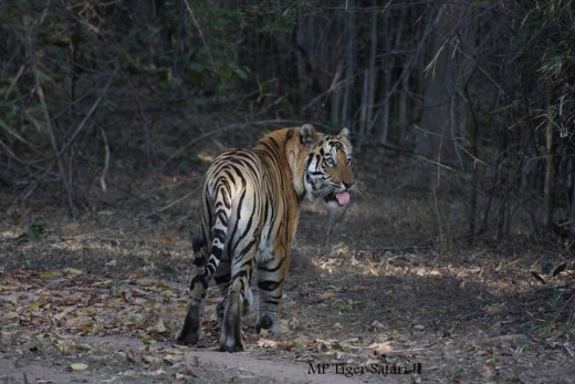 Male Tiger at Khitauli Male Tiger at Khitauli