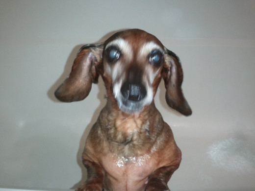 Wet dog!  Hallie didn't love baths.