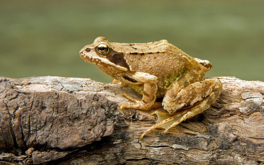 The common frog's smooth skin and long legs with bold markings distinguish it from a common toad. The frog also has more fully webbed hind feet.