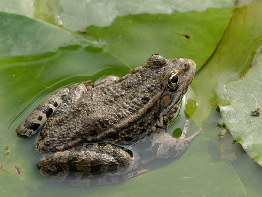 Although it is bigger than a toad, a marsh frog has the smooth skin and leaping gait of a frog. Its colouring ranges from brownish to bronze or green.