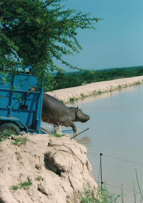 Release of a hippo relocated after causing friction with a farmer.