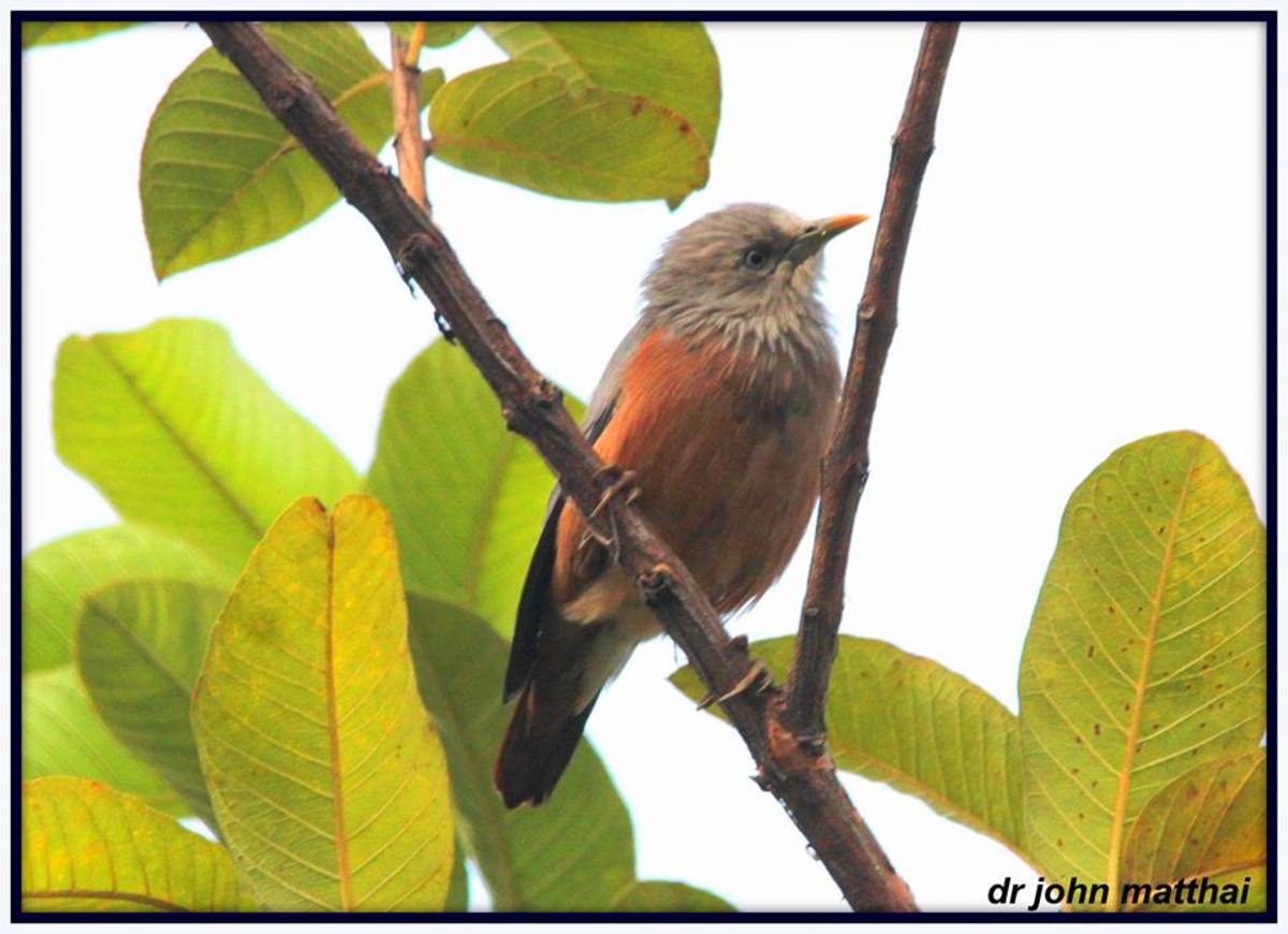 Chestnut Tailed Starling 