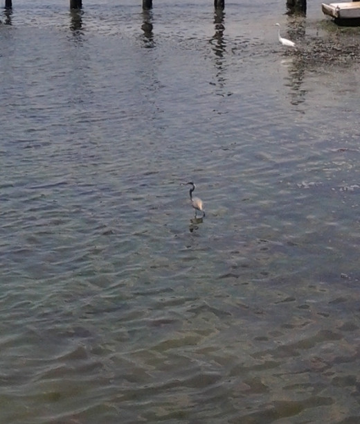 Little blue heron catching fish by the boat docks.