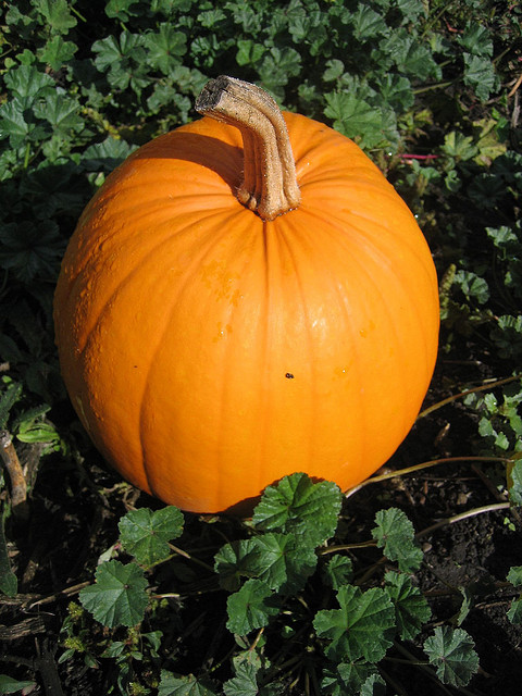 A good carving pumpkin has a good, round shape and an ample stem.