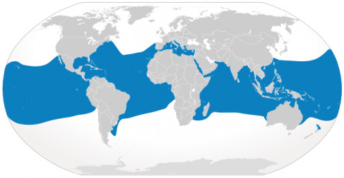 Areas where oceanic whitetips are known to inhabit