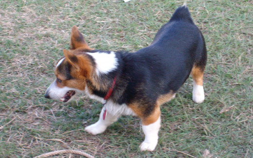 Corgi