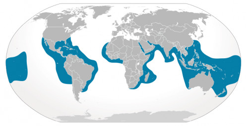 Tiger Shark global habitat