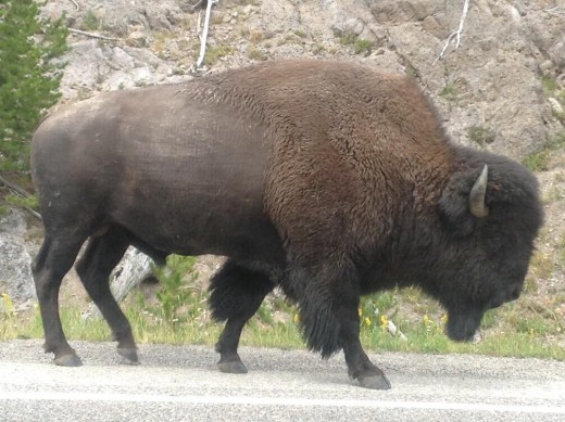 We saw this giant fellow just walking along the road in Yellowstone.