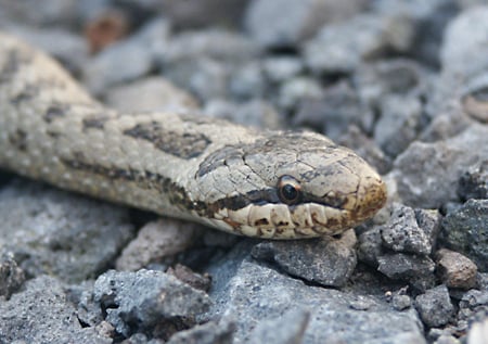 The most likely time to see the rare smooth snake is in April or May. It enjoys basking in the mid morning sun, sometimes on bare ground between heather shoots.