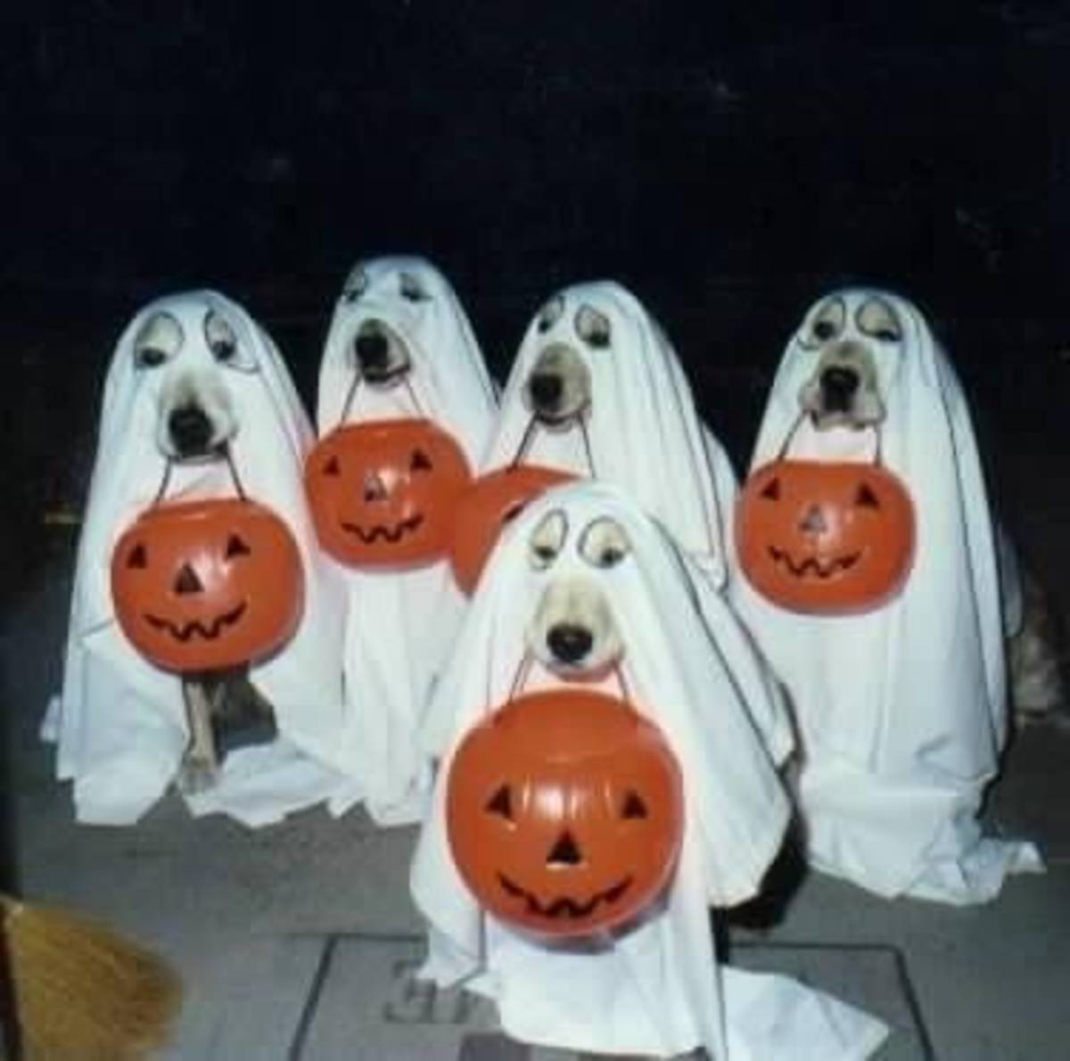 Cute Halloween Costumes for Dogs