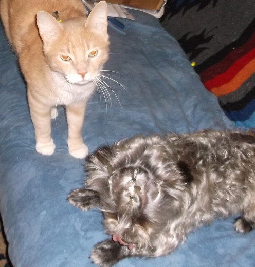Yeah, the dog vs. cat thing ... it is what it is.  Anyway ... "dude ... get off my couch."