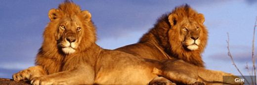 Asiatic Lion Pair