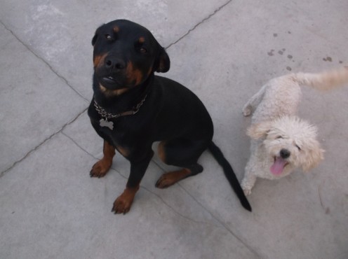 Don't pay Squeaky any mind. He has nothing on these two in the destruction department.