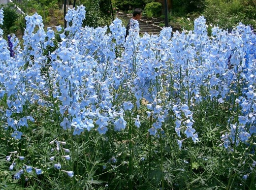 Delphinium also appear in deeper shades of blue