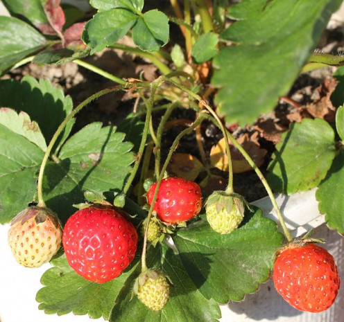 Here is a picture of a potted strawberry plant that is growing with ripe strawberries on. In which could be used to  plant in a hanging basket. But first pick off the ripe strawberries. 