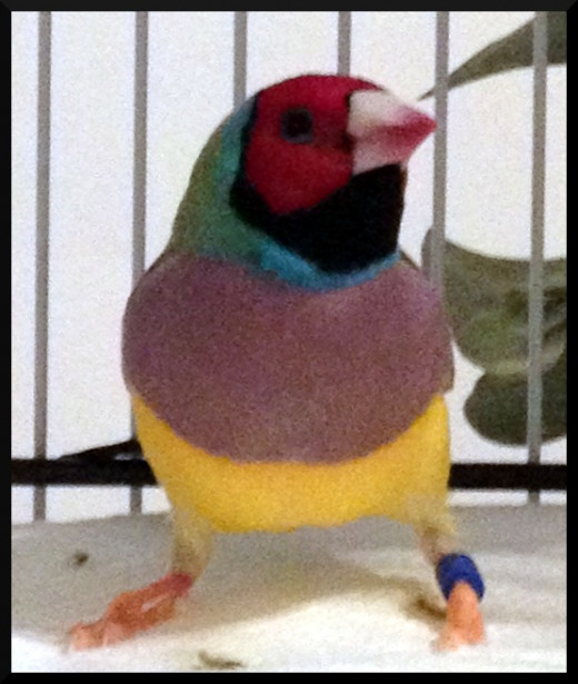 Gouldian Finches get air sac mites (ASM) more often than nearly many other finch and bird species. 
