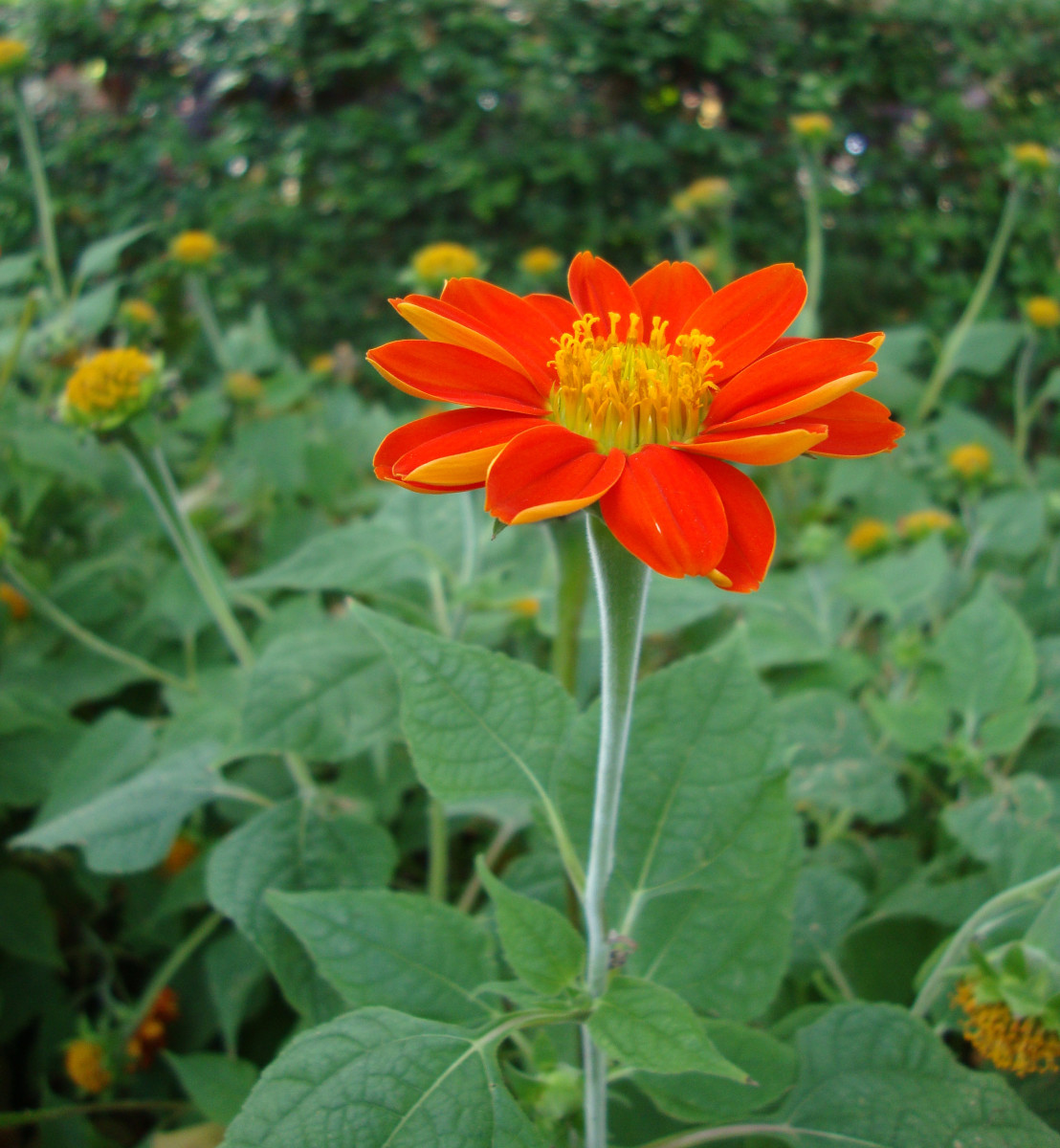 Mexican Sunflowers - Orange Red Ornamental Flowers For Gardens | HubPages