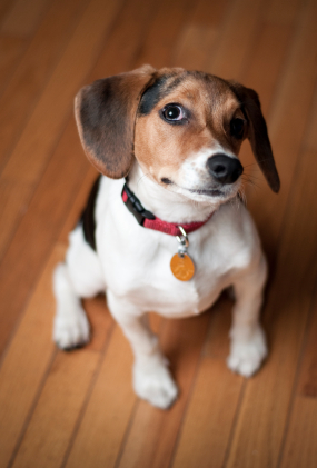 Best Flooring for Dogs | hubpages - 