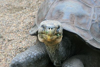 Giant Tortoises on Galapagos are among the longest living animals on earth,