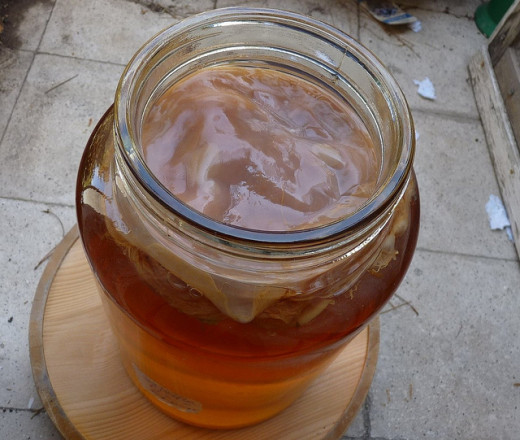 SCOBY sitting on top of kombucha tea
