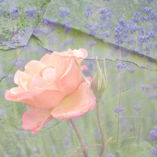 roses and lavender