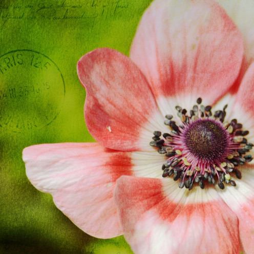 pink anemone flower