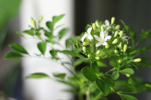 Jasmine flowers in the plant
