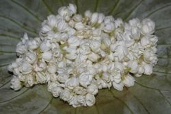 Fragrant jasmine flowers kept in lotus leaf