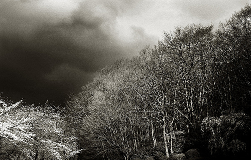 A storm creeps into the forest.