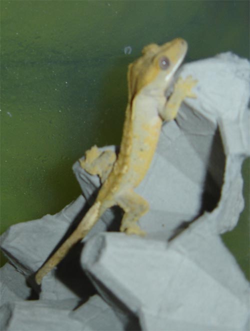 Crested geckos use their tails to help stick to vertical surfaces.