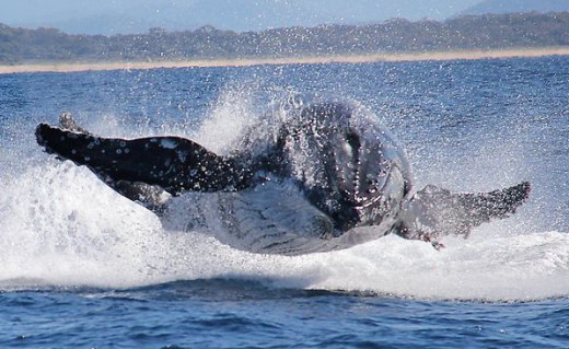 Humpback Wale, Australia