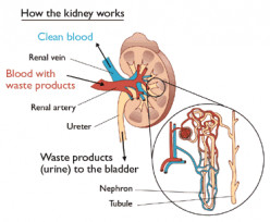 Your Kidneys and How You Can Keep them Healthy