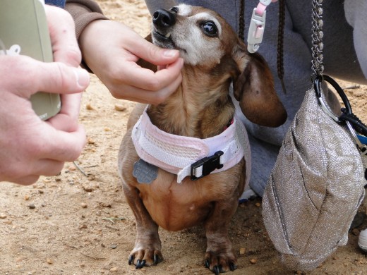 "Tinytina" (Hallie) in formal outdoor attire
