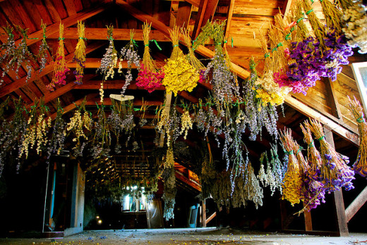 Drying flowers in the attic at King Estate Winery