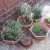 Parsley, Sage & Thyme - just need the Rosemary! Parsley, Sage & Thyme - just need the Rosemary!