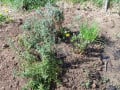 The Urban Farmer Handbook:  Getting Started