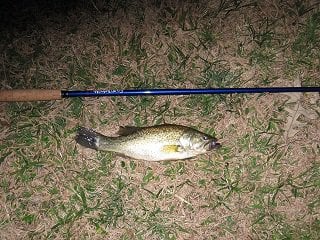 Bass caught fishing at night with a Tenkara Rod!