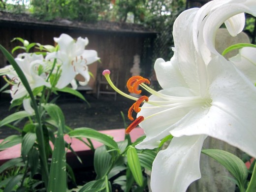 Hot tub planter: a lovely lily. Photo by timorous