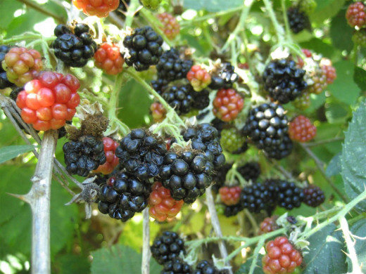 The darkest blackberries are ripe, and the red and green ones are not