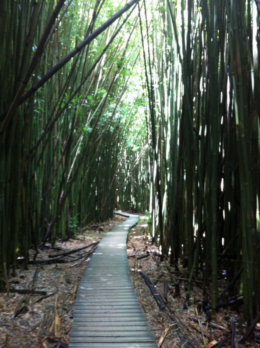 The bamboo forest in Oheo Gulch.