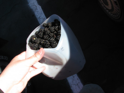 The author's preferred berry-picking container