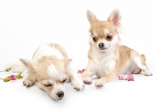 These are not my Chihuahuas. They are stunt Chihuahuas