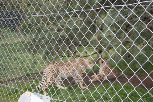 Brothers - 9 months old!!  Very tame with Zoo Caregivers.  