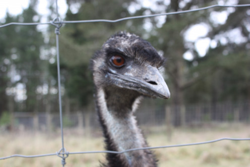 Howard - the Guard Emu!  He liked to stick his head out of the fence at us.  Not sure if we were being greeted or shooed away!