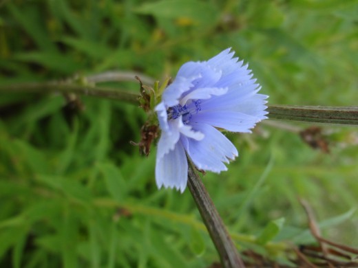 Flower of the Chicory Plant